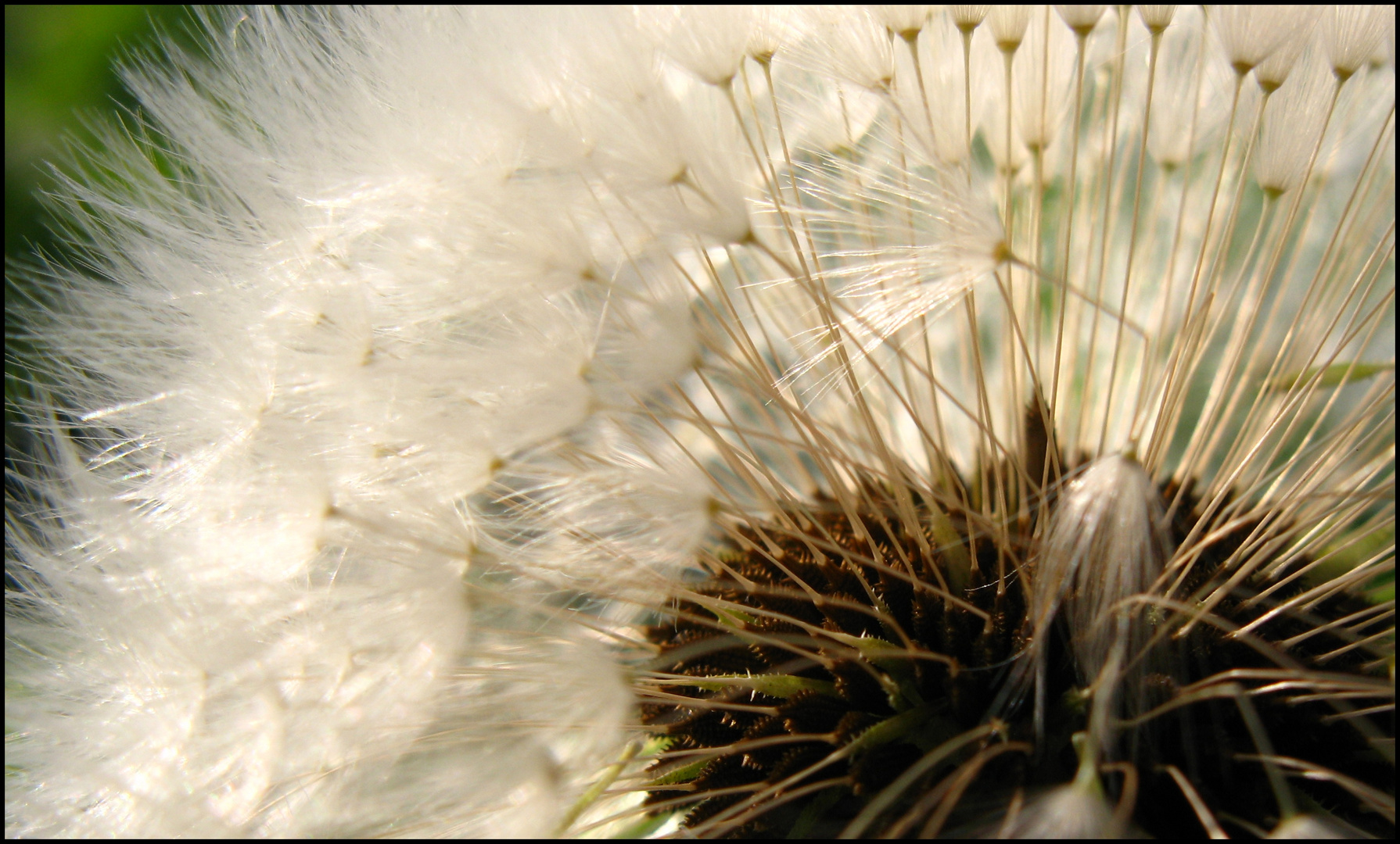 Pusteblume