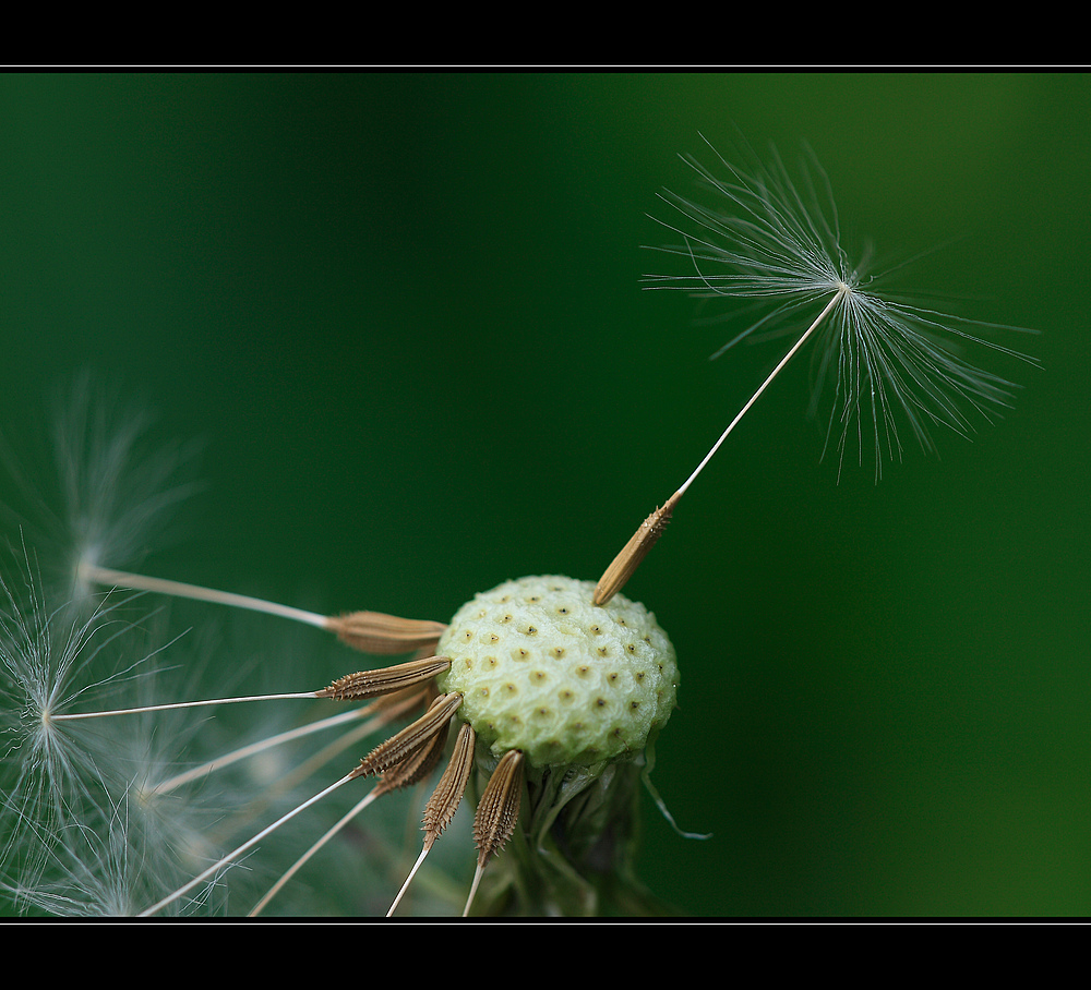 Pusteblume