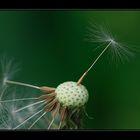 Pusteblume