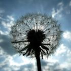 Pusteblume