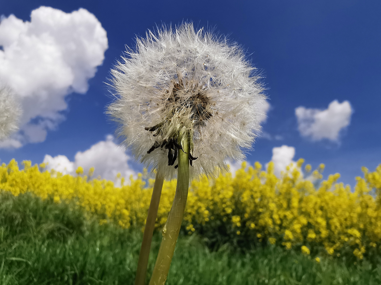 Pusteblume 