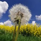 Pusteblume 