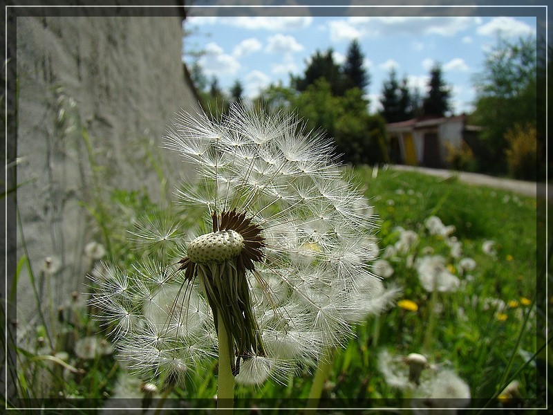 Pusteblume