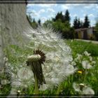 Pusteblume