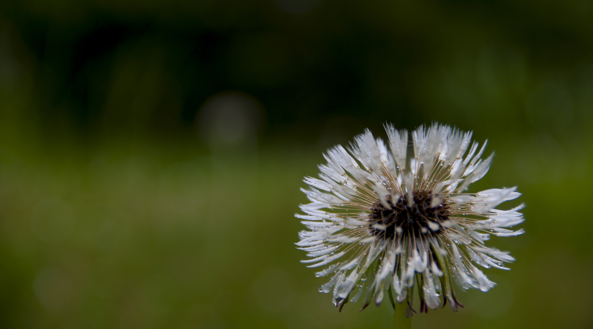 Pusteblume