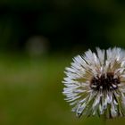 Pusteblume