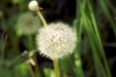 Pusteblume