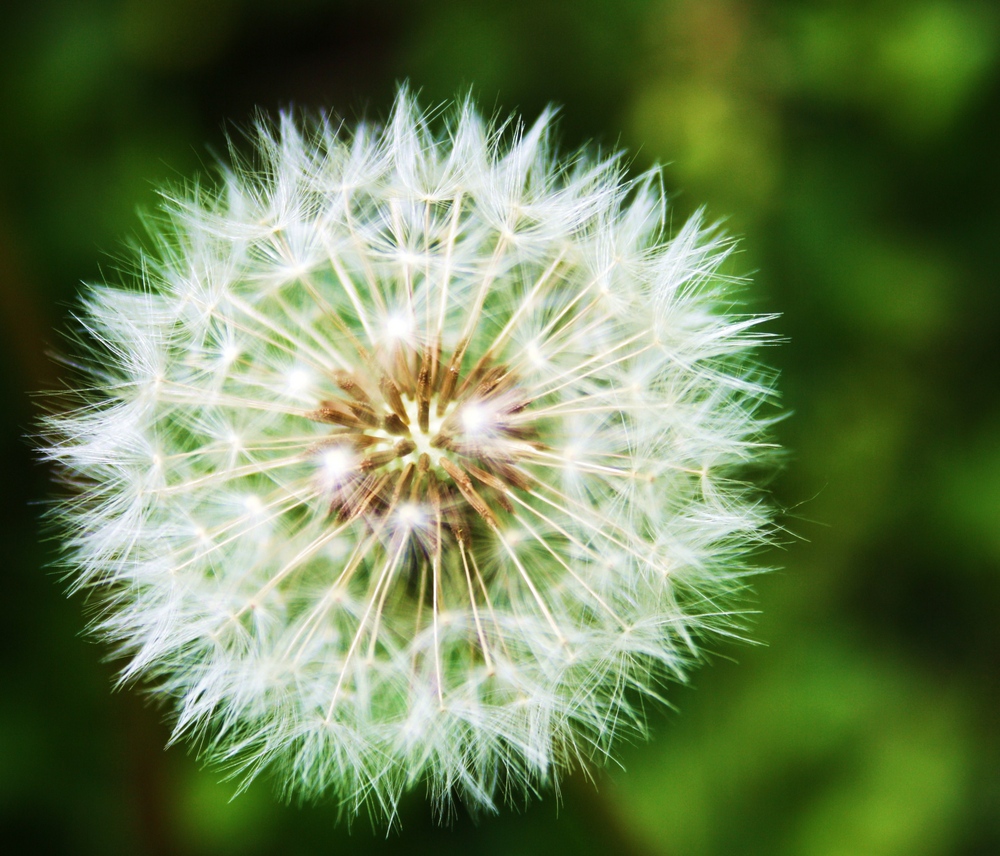 Pusteblume