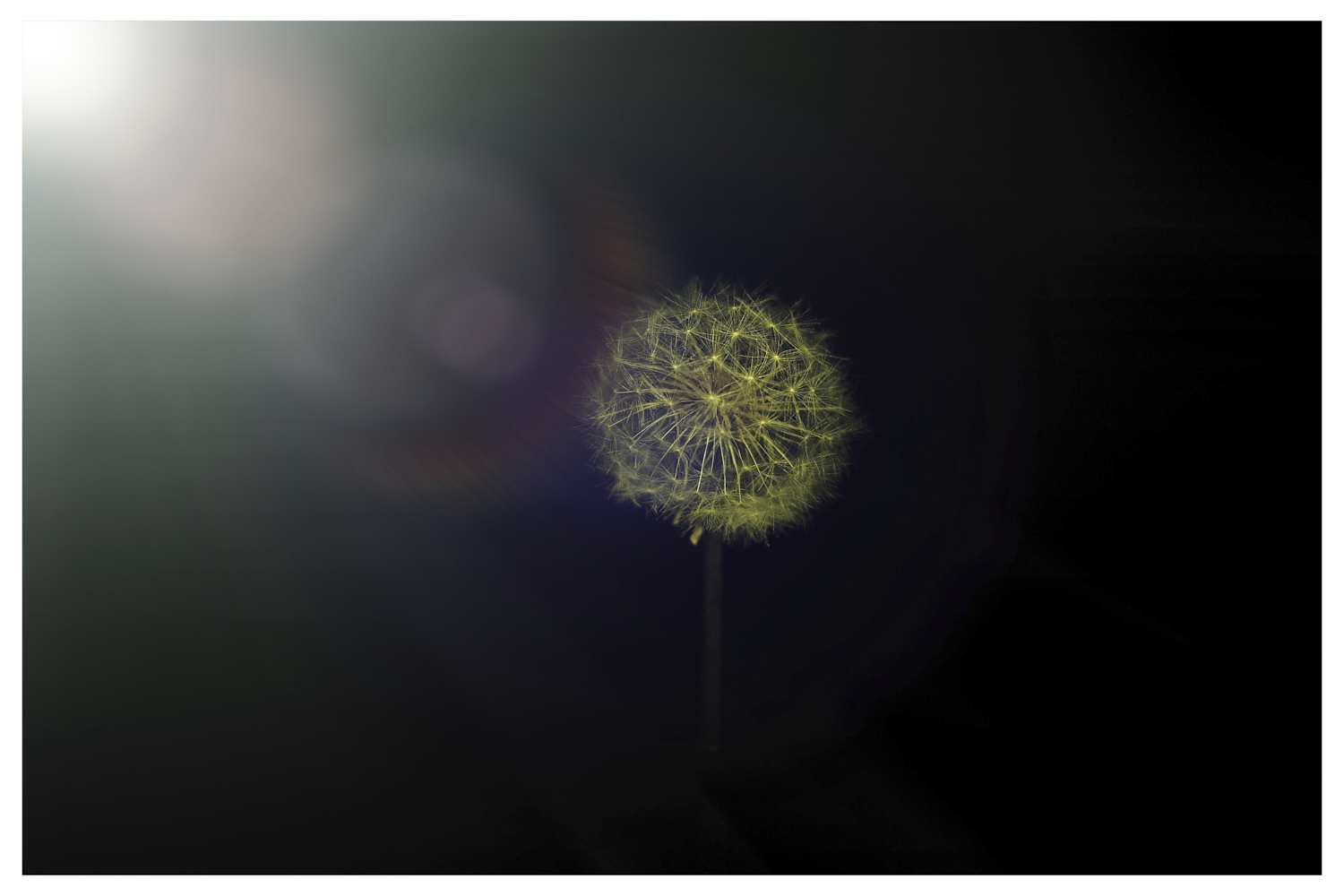 "Pusteblume"