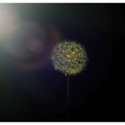 "Pusteblume"