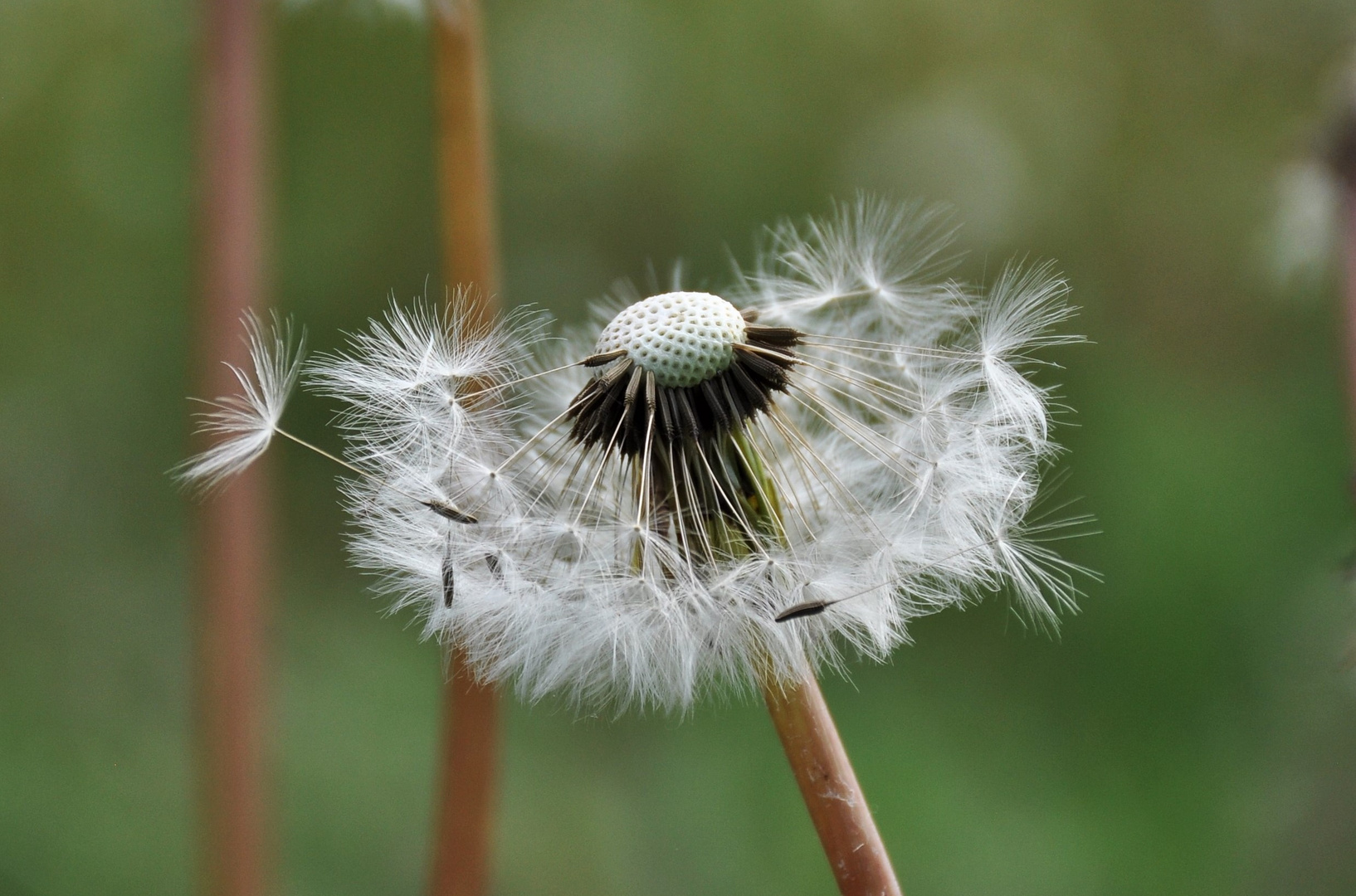 Pusteblume