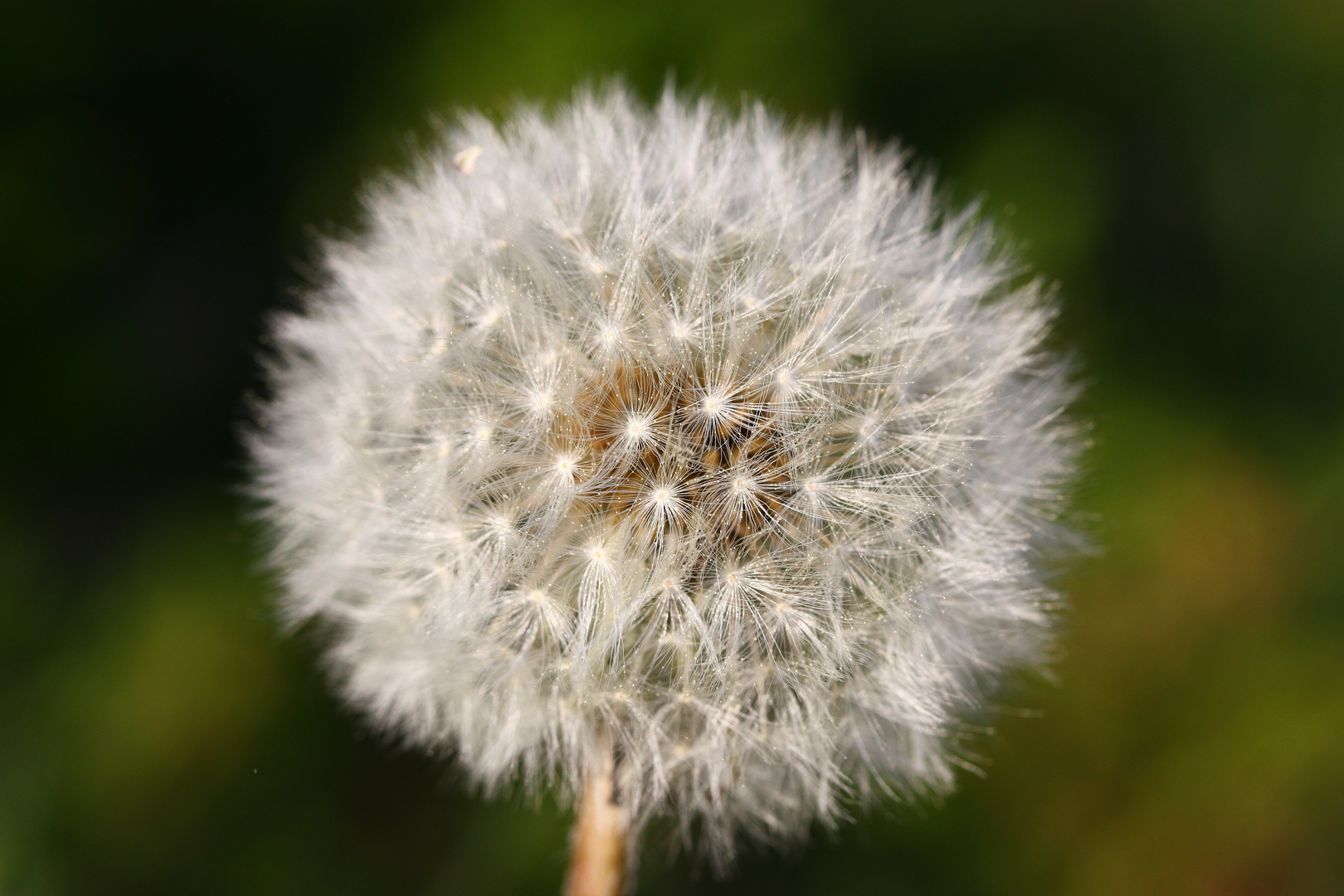 Pusteblume