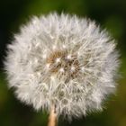 Pusteblume