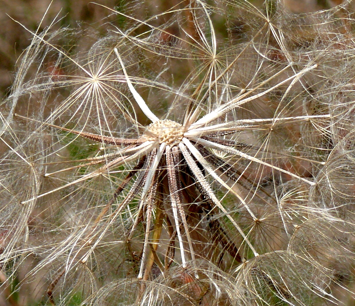 Pusteblume