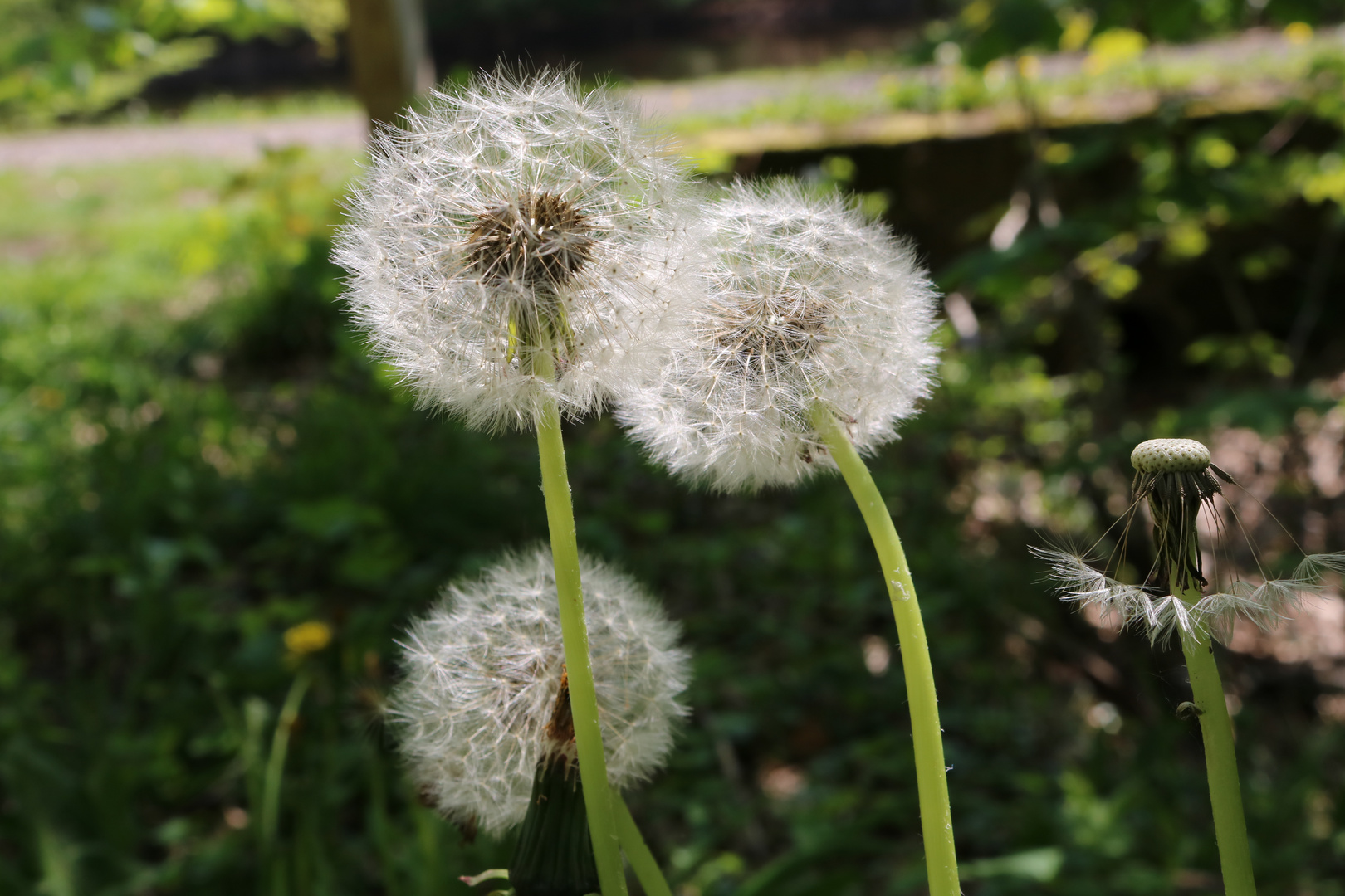 Pusteblume 