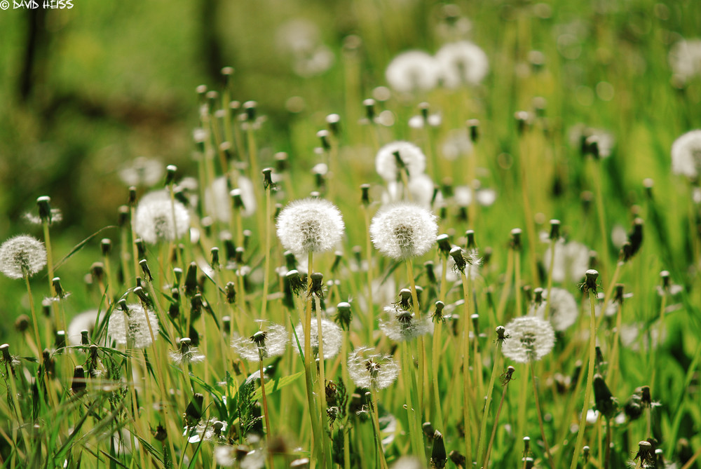 Pusteblume