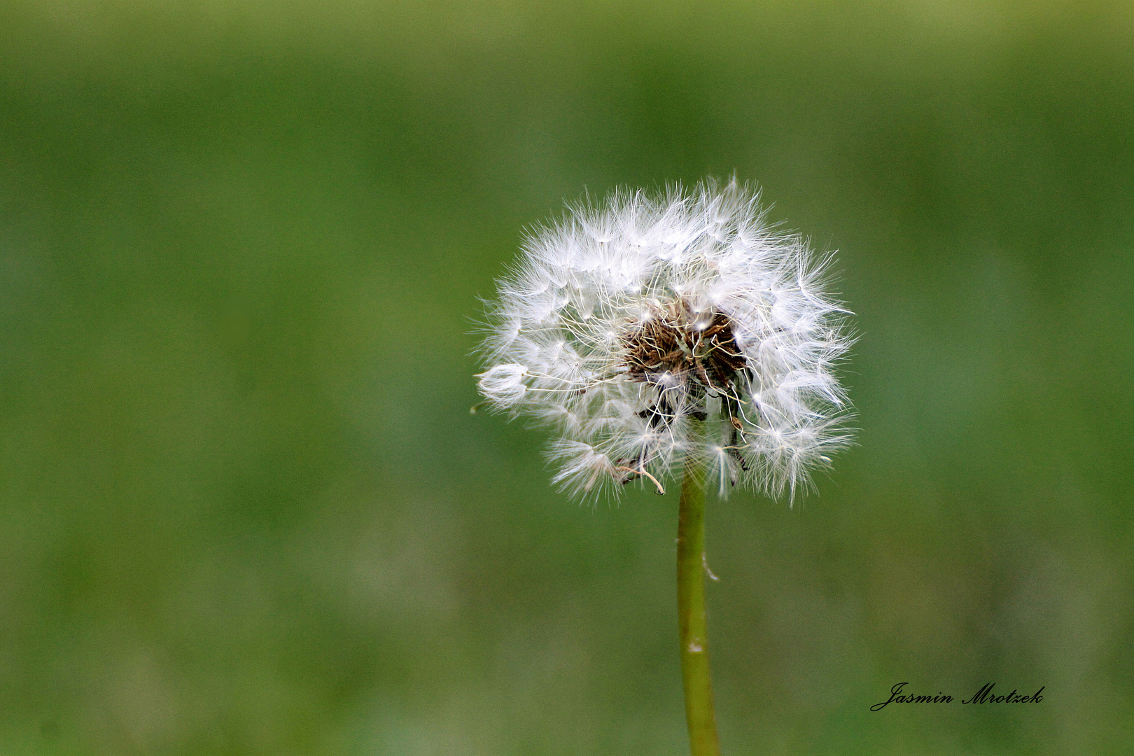 Pusteblume