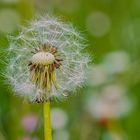 Pusteblume