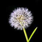 Pusteblume