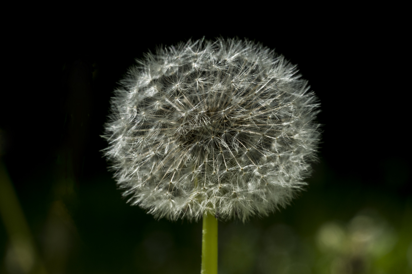 Pusteblume