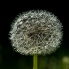 Pusteblume