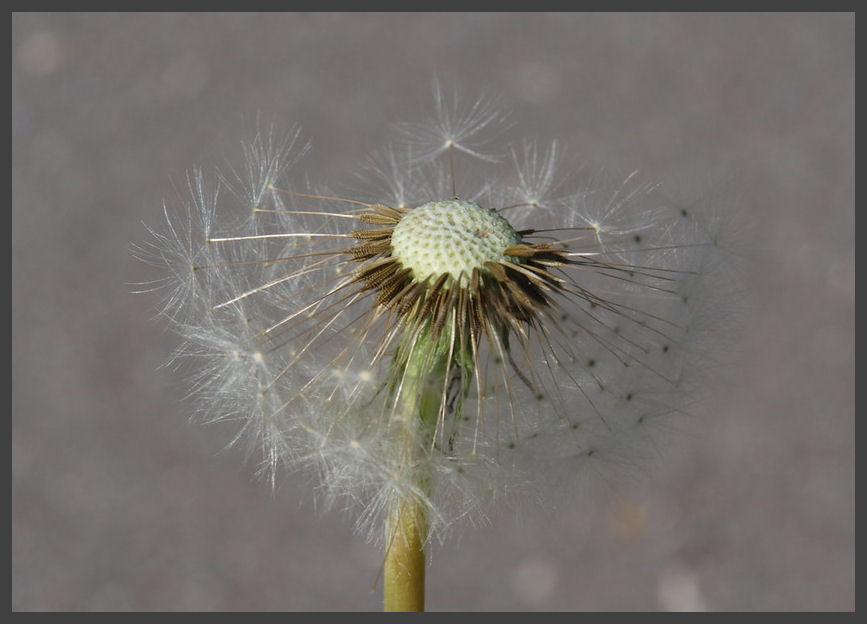 Pusteblume