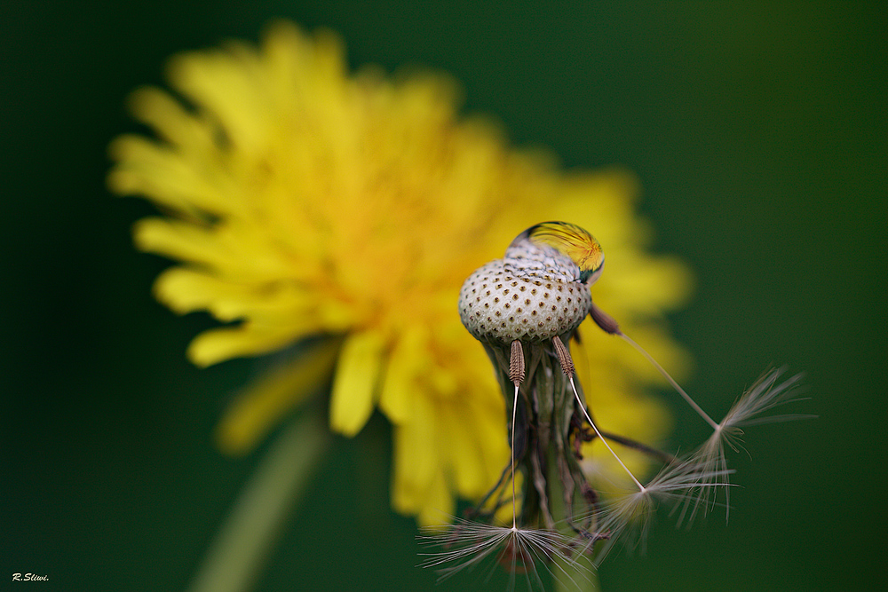 Pusteblume