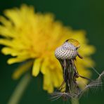 Pusteblume