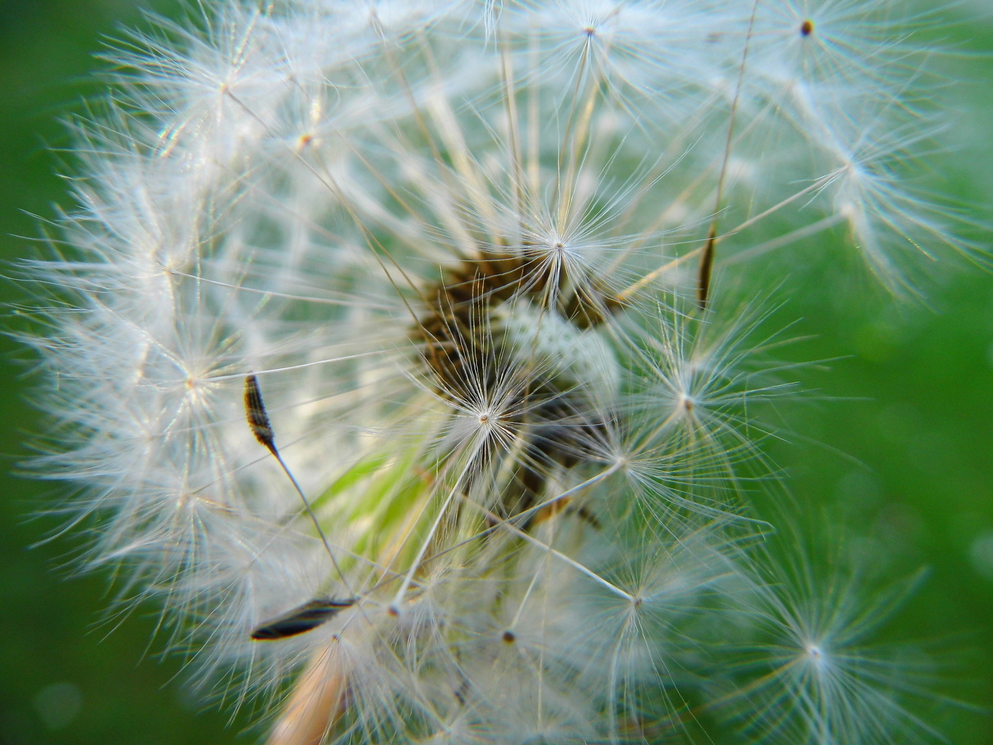 Pusteblume