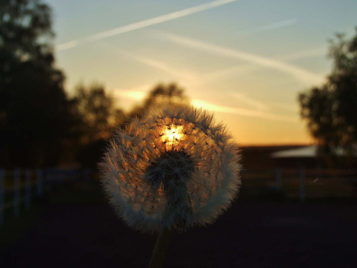 Pusteblume