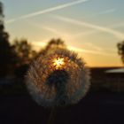 Pusteblume