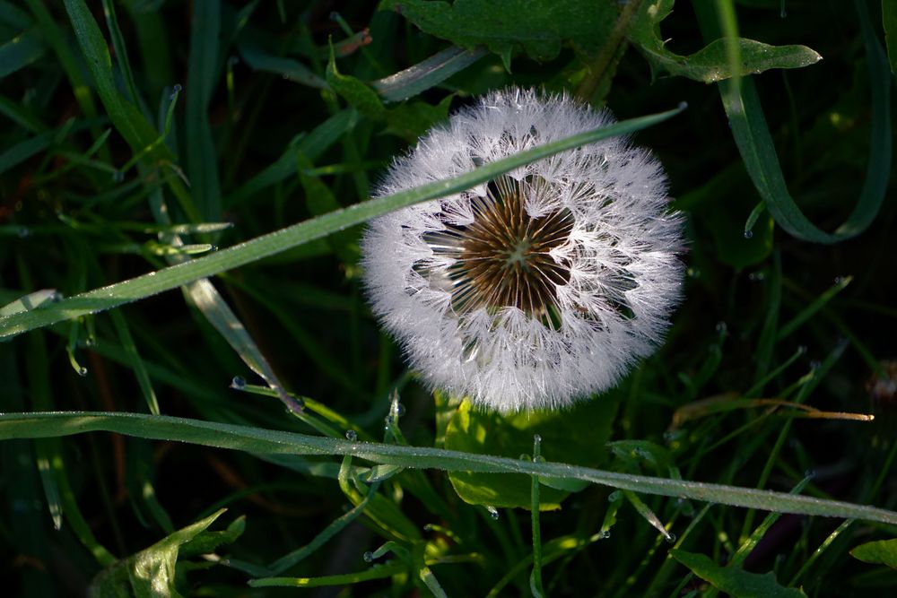 Pusteblume