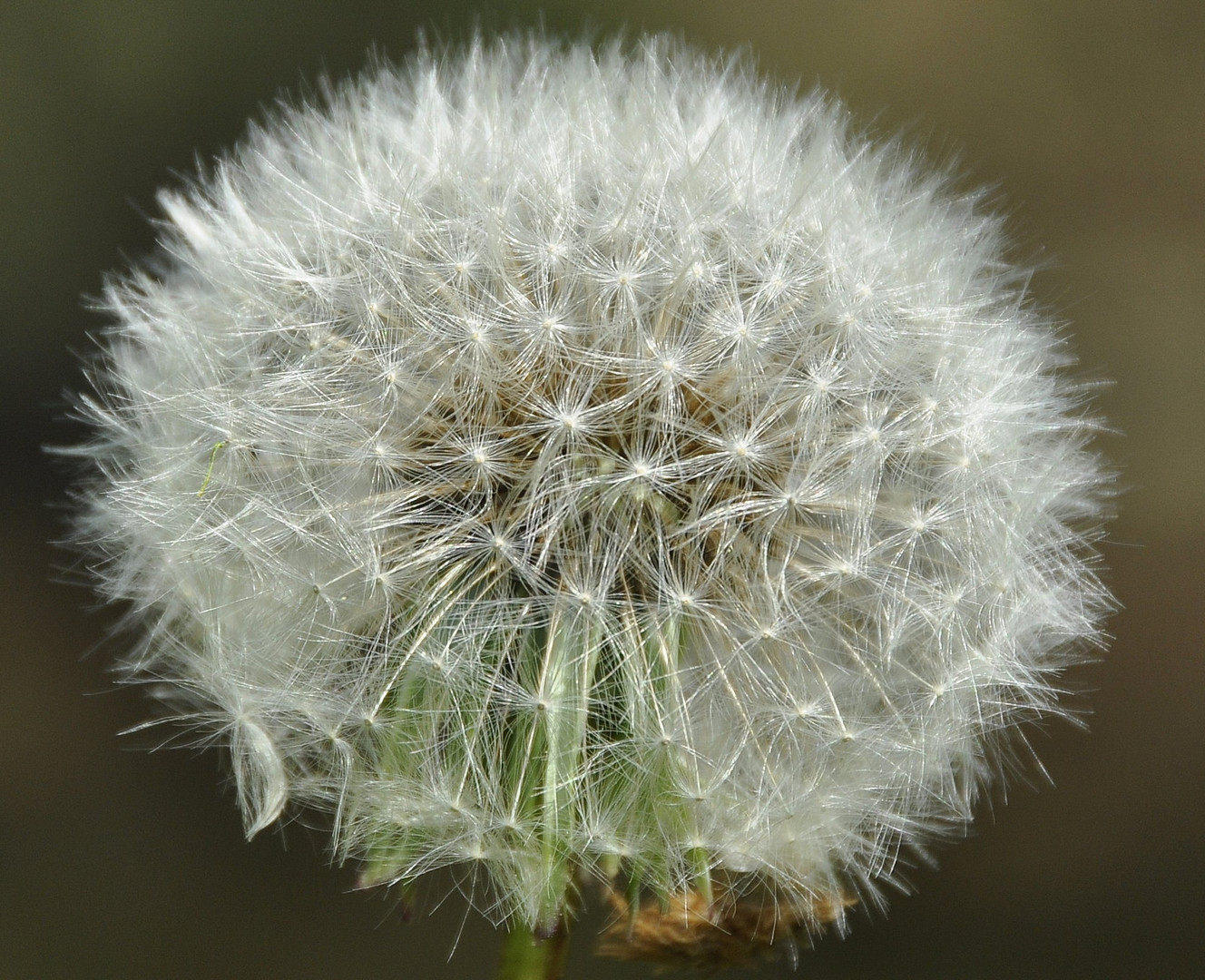 "Pusteblume"