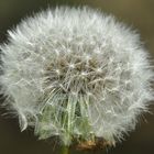 "Pusteblume"