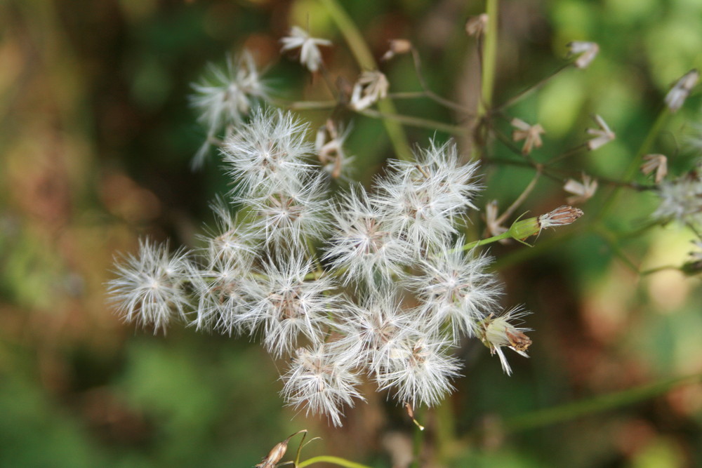 Pusteblume!!!