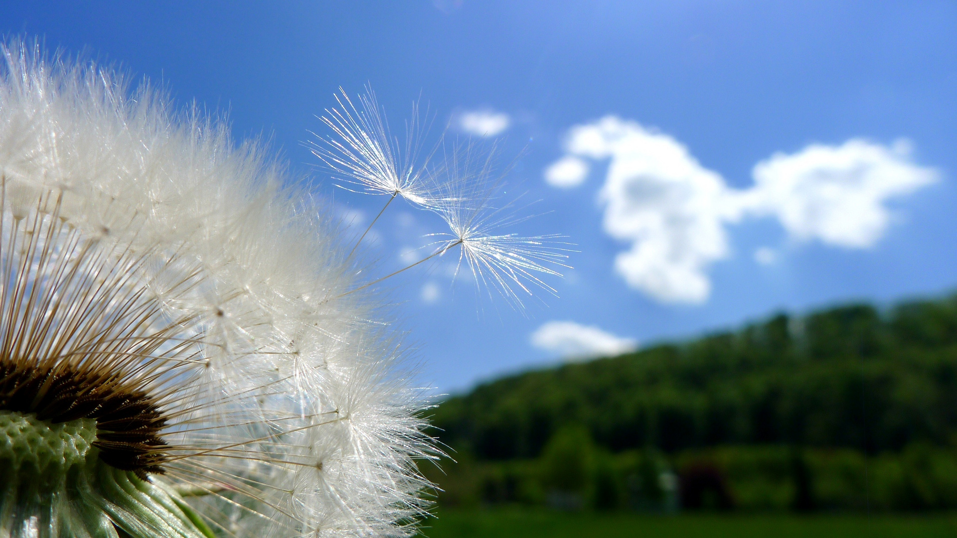 Pusteblume ....