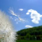 Pusteblume ....