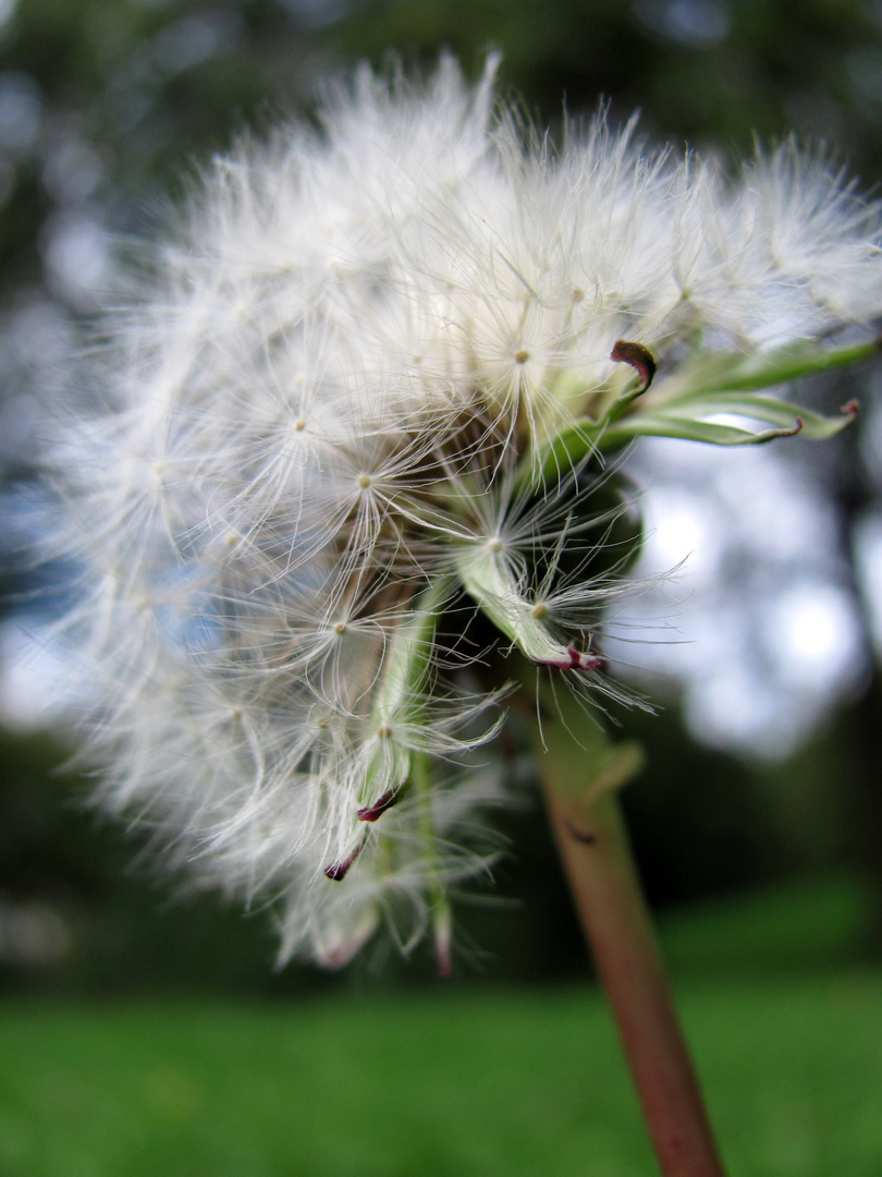 Pusteblume