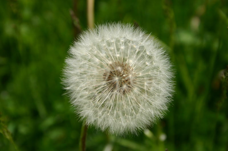 Pusteblume