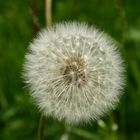 Pusteblume