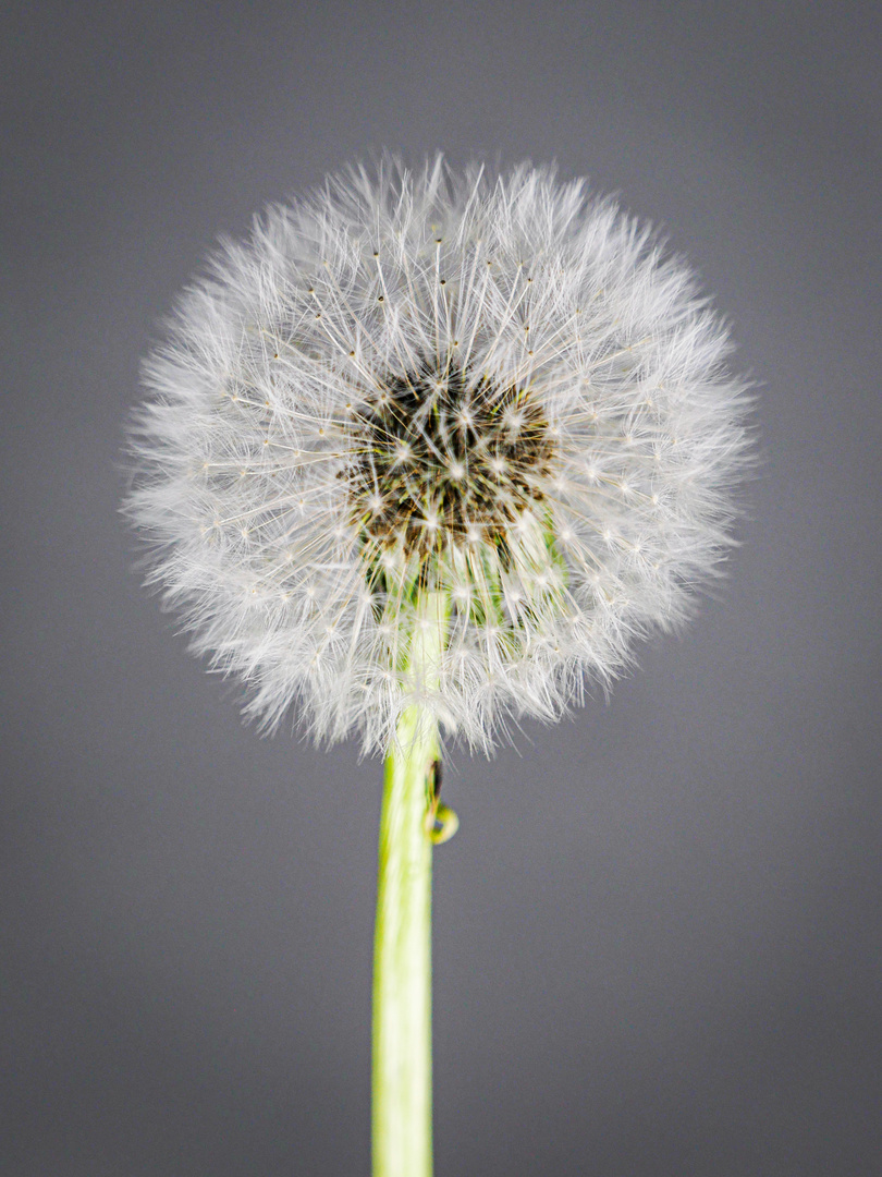 Pusteblume