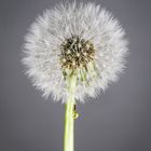 Pusteblume