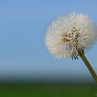 Pusteblume