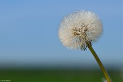 Pusteblume