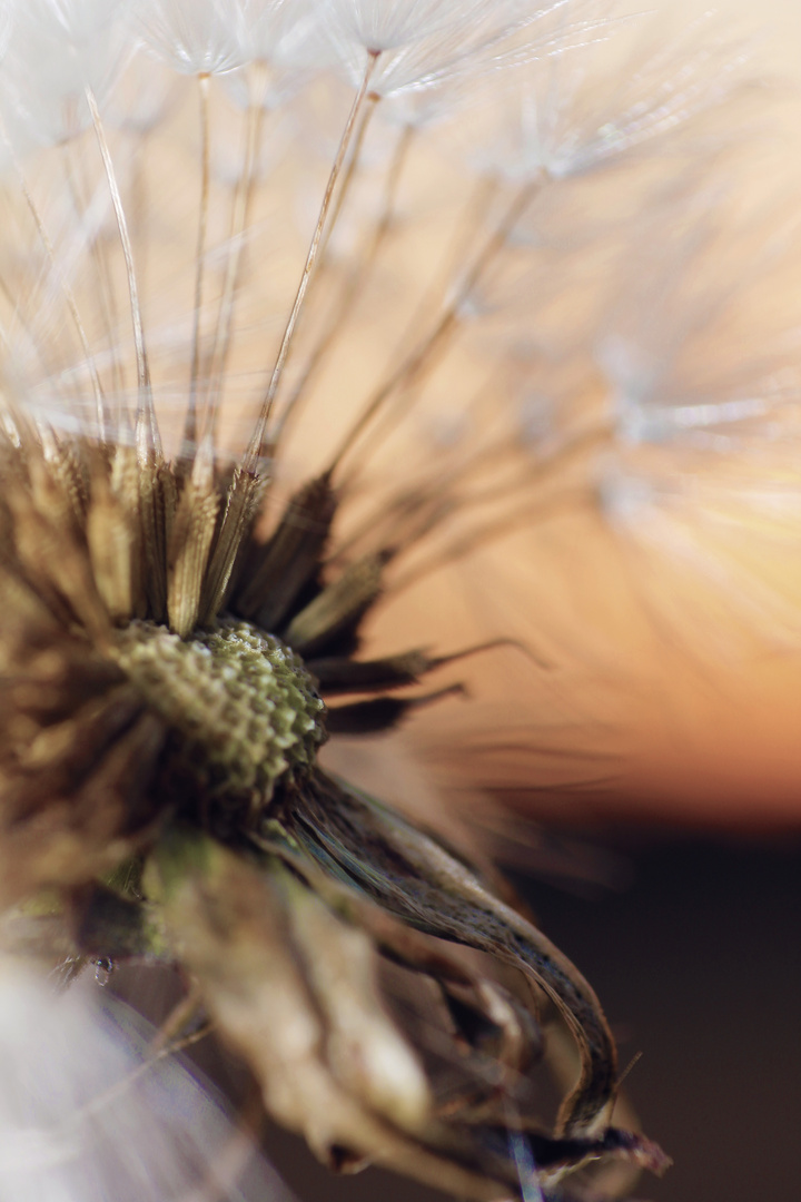 Pusteblume