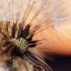 Pusteblume