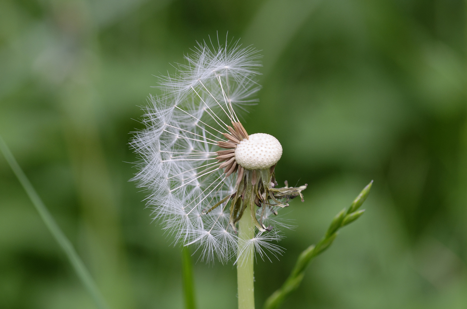 Pusteblume