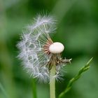 Pusteblume