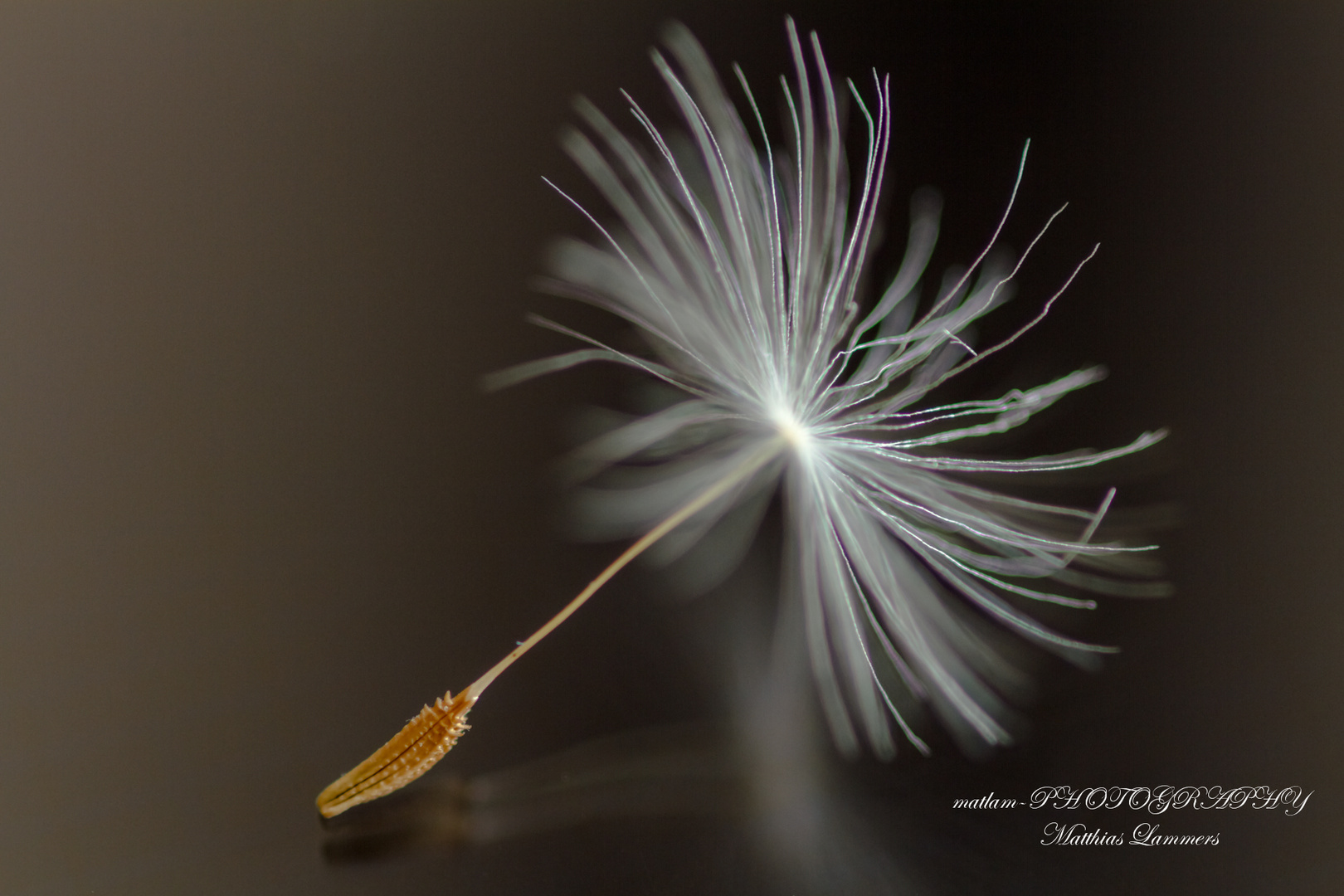 Pusteblume