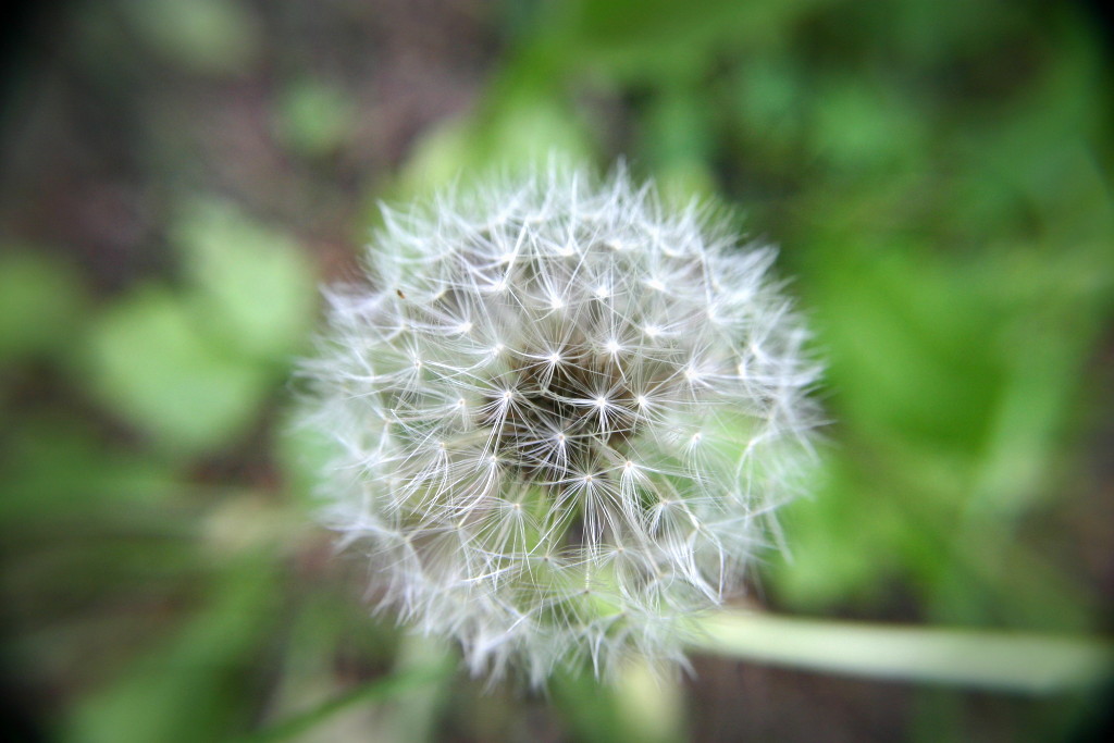 Pusteblume